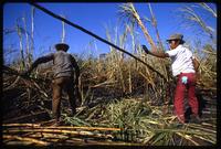 A man and boy tossing cut sugar cane stalks into a pile during the harvest on a state-run cooperative, Sebaco, Nicaragua