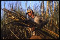 A man hauls cut sugar cane stalks during the harvest on a state-run cooperative, Sebaco, Nicaragua