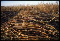 A field of sugar cane stalks cut during the harvest on a state-run cooperative, Sebaco, Nicaragua
