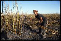 A man bending and holding cut sugar cane stalks during the harvest on a state-run cooperative, Sebaco, Nicaragua