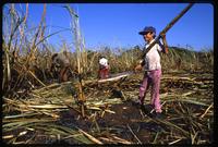 A boy holding two long stalks of sugar cane cut during the harvest on a state-run cooperative, Sebaco, Nicaragua