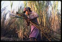 A boy hauls cut sugar cane stalks during the harvest on a state-run cooperative, Sebaco, Nicaragua