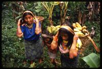 Kuna women and girls carry plantains in baskets, Darien Gap, Panama