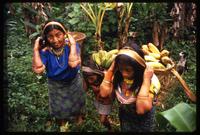 Kuna women and girls carrying plantains up a hill with baskets, Darien Gap, Panama