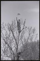 An alternate view of a man waving the American flag from the top of a tree during the Vietnam War Out Now demonstration, 24 April 1971