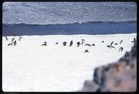 Adélie penguins in snow at Torgersen Island