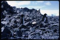 Adélie penguins walking across rock formations 