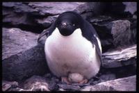Close view of Adélie penguin laying egg