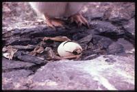 Adélie penguin egg hatching