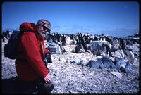 Close view of Jack Child at Torgersen Island with Adélie penguins in background