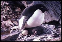 Adélie penguin perched on top penguin with egg nearby