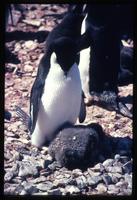Adélie penguin observing penguin on Torgersen Island