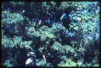 Close view of vegetation surrounding Lake Nicaragua 