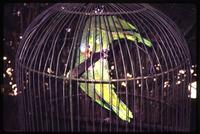 Close view of parrot in cage 
