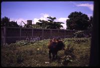 Bull roaming in field and Sandinista graffiti on fence in background