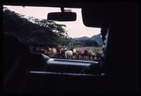 View of cattle on road to Yalí from car