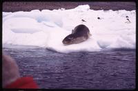 Leopard seal near shore of Paulet Island