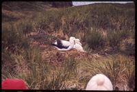 Albatrosses in grass at Prion Island