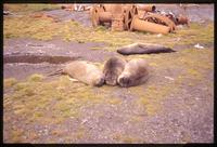 Elephant seals sleeping at Grytviken station with machinery in background 