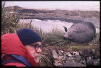Close view of Jack Child and sleeping fur seal on Albatross Island