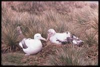Albatrosses touching beaks on Albatross Island