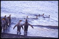 King penguins swimming near St. Andrews Bay shore