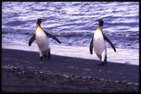 King penguins at St. Andrews Bay shore