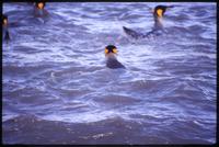 Close view of King penguins swimming in St. Andrews Bay