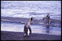 View of King penguins approaching St. Andrews Bay