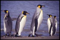 King penguins standing at St. Andrews Bay shore