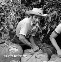Coffee Workers In Santa Tecla, El Salvador
