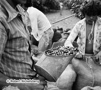 Coffee Harvest In Santa Tecla, El Salvador