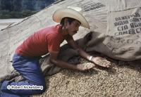 Coffee For Export In Antigua, Guatemala