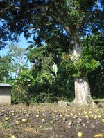 A chicken stands under a mango tree in the town center, El Plátano, Panama