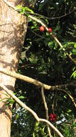 Fruit hanging on a marañón tree (cashew tree), El Plátano, Panama