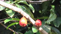 Close-up of  marañón (cashew) fruit hanging from a tree, El Plátano, Panama