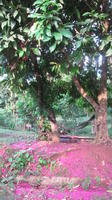 Two  marañón (cashew) trees with pink debris below, El Plátano, Panama