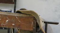 A close-up of hat resting on a chair while Rachel Teter paints the base coat on new library in El Plátano, Panama 