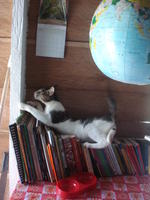 Michi, a Peace Corps Volunteer's cat, sitting on books in El Plátano, Panama 