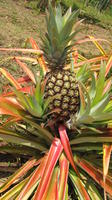 Close-up of a pineapple plant, El Plátano, Panama
