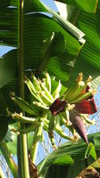 Bananas growing on a tree in El Plátano, Panama
