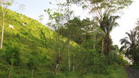 A hillside with livestock overlooking the road into town, El Plátano, Panama