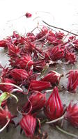 Harvested saril, an indigenous and edible flowering plant, El Plátano, Panama