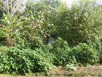 Foliage near the home Rachel Teter's home in El Plátano, Panama
