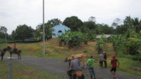 Community members bring a cow to market, El Plátano, Panama