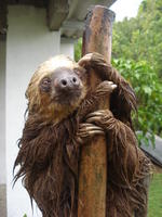 A wet sloth clutches a fence pole, Escobal, Panama