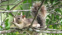 A squirrel eats ñaju (okra), El Plátano, Panama