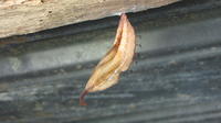 A chrysalis cocoon hangs from a rafter in El Plátano, Panama