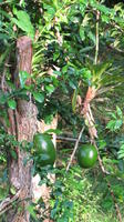 Gourds growing on a tree, El Plátano, Panama