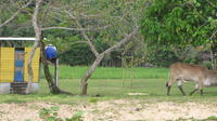 A cow walking by an outhouse, Bocas del Toro, Panama
